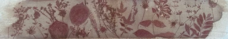 Hedgerow Plants